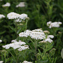 Achillea fil. 'Heinrich Vogeler' GM P9