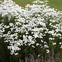Achillea ptar. 'Peter Cottontail' GM P9