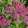 Achillea 'Velour' GM P9