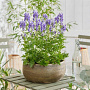 Aconitum camm. 'Bicolor' GM P9