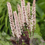 Actaea simp. 'Pink Spike' GM P9