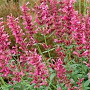 Agastache 'Morello' GM P9