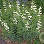 Agrimonia eupatoria alba GM P9