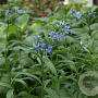 Amsonia elliptica GM P9