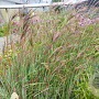 Andropogon hallii 'JS Purple Konza' GM P9