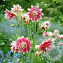 Aquilegia 'Nora Barlow' GM P9