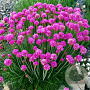 Armeria mar. 'Schöne von Fellbach' GM P9