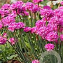 Armeria m. 'Varretu' GM P9