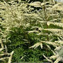 Aruncus aethusifolius 'Elegance' GM P9