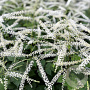Aruncus 'Misty Lace' GM P9
