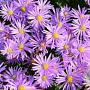Aster 'Cotswold Gem' GM P9