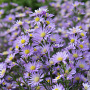Aster ericoides 'Blue Wonder' GM P9