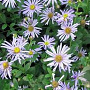 Aster frikartii 'Flora's Delight' GM P9