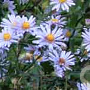 Aster laevis 'Calliope' GM P9