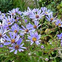 Aster macrophyllus GM P9