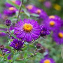 Aster n.-a. 'Violetta' GM P9