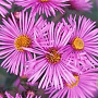 Aster n.-a. 'Barr's Pink' GM P9
