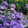 Aster n.-b. 'Blaue Nachhut' GM P9