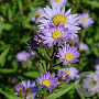 Aster n.-b. 'Dauerblau' GM P9