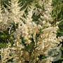 Astilbe 'Vision in White' GM P9