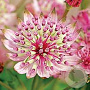 Astrantia maj. 'Sparkl.Stars Pink' GM P9