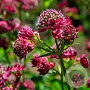 Astrantia maj. 'Star of Love' GM P9