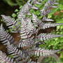 Athyrium niponicum 'Burgundy Lace' GM P9
