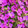 Aubrieta 'Rosenteppich' GM P9