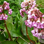 Bergenia 'Oeschberg' GM P9