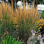 Calamagrostis acut. 'Karl Foerster' GM P9