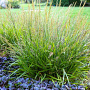 Calamagrostis 'Cheju-do' GM P9