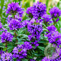 Campanula glom. 'Superba' GM P9