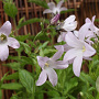 Campanula lact. 'Loddon Anna' GM P9