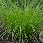 Carex appalachica GM P9