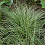 Carex montana 'Rauhreif' GM P9