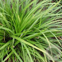 Carex morrowii 'Mosten' GM P9