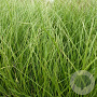Carex 'Phoenix Green' GM P9