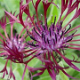 Centaurea montana 'Jordy' GM P9
