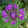 Centaurea montana 'Violetta' GM P9