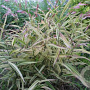 Chasmanthium latifolium 'River Mist GM P9