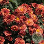 Chrysanthemum (I) 'Bronzekrone' GM P9