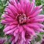 Chrysanthemum (I) 'Feuerzauber' GM P9