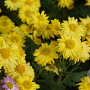 Chrysanthemum (I) 'Goldmarie' GM P9