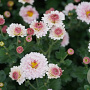 Chrysanthemum (I) 'Julia' GM P9