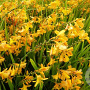Crocosmia 'Buttercups' GM P9
