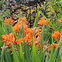 Crocosmia 'Okavango' GM P9