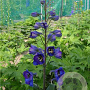 Delphinium (E) 'Delphi's Opaal' GM  P11