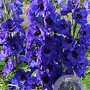Delphinium 'Delph.Hollands Glorie' GM  P11