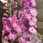 Delphinium 'Strawberry Fair' GM  P11