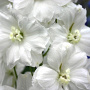 Delphinium 'Sungleam' GM  P11